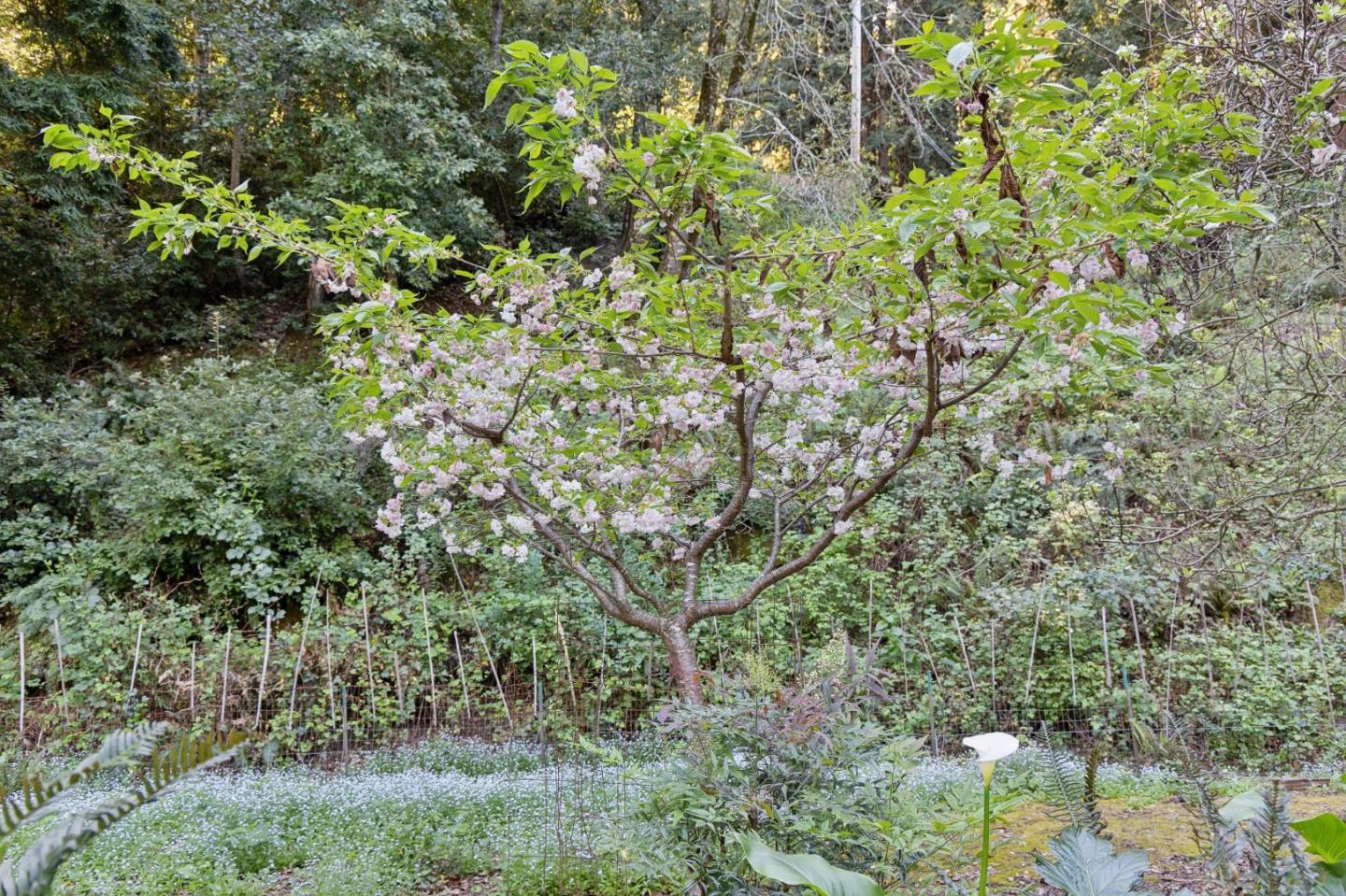 Detail Gallery Image 28 of 33 For 188 Martinez Rd, Woodside,  CA 94062 - 3 Beds | 2 Baths