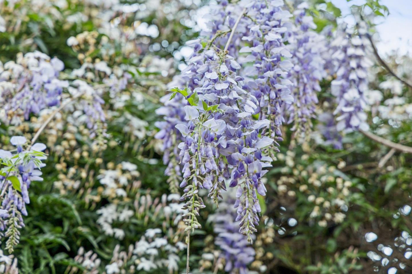 Detail Gallery Image 29 of 33 For 188 Martinez Rd, Woodside,  CA 94062 - 3 Beds | 2 Baths