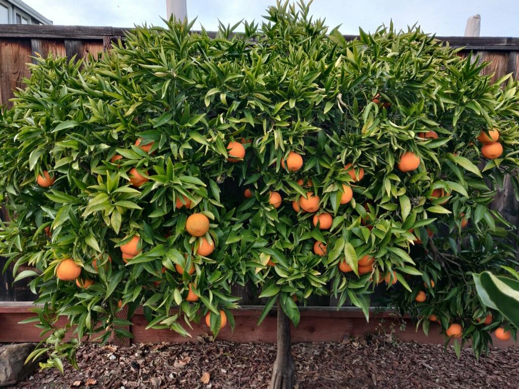 Detail Gallery Image 27 of 31 For 9358 Lone Deer Way, Gilroy,  CA 95020 - 5 Beds | 3 Baths