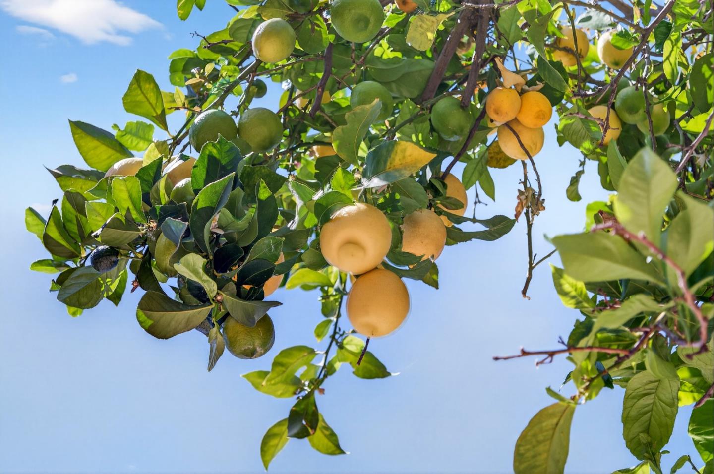 Detail Gallery Image 55 of 62 For 3220 Heritage Point Ct, San Jose,  CA 95148 - 5 Beds | 3 Baths