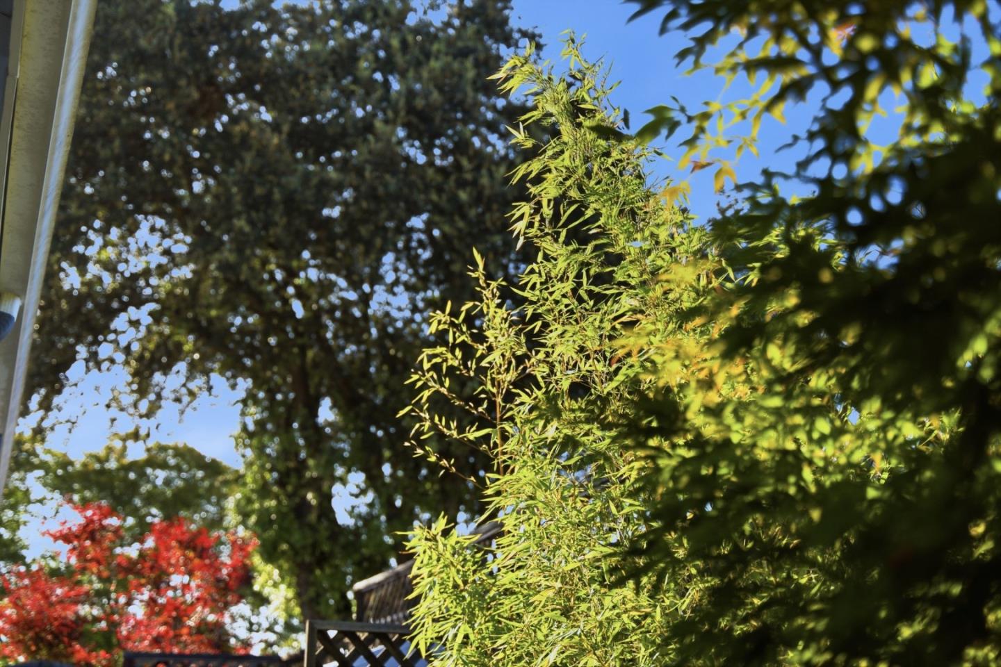 852 Peach Avenue, Sunnyvale, CA, 94087
