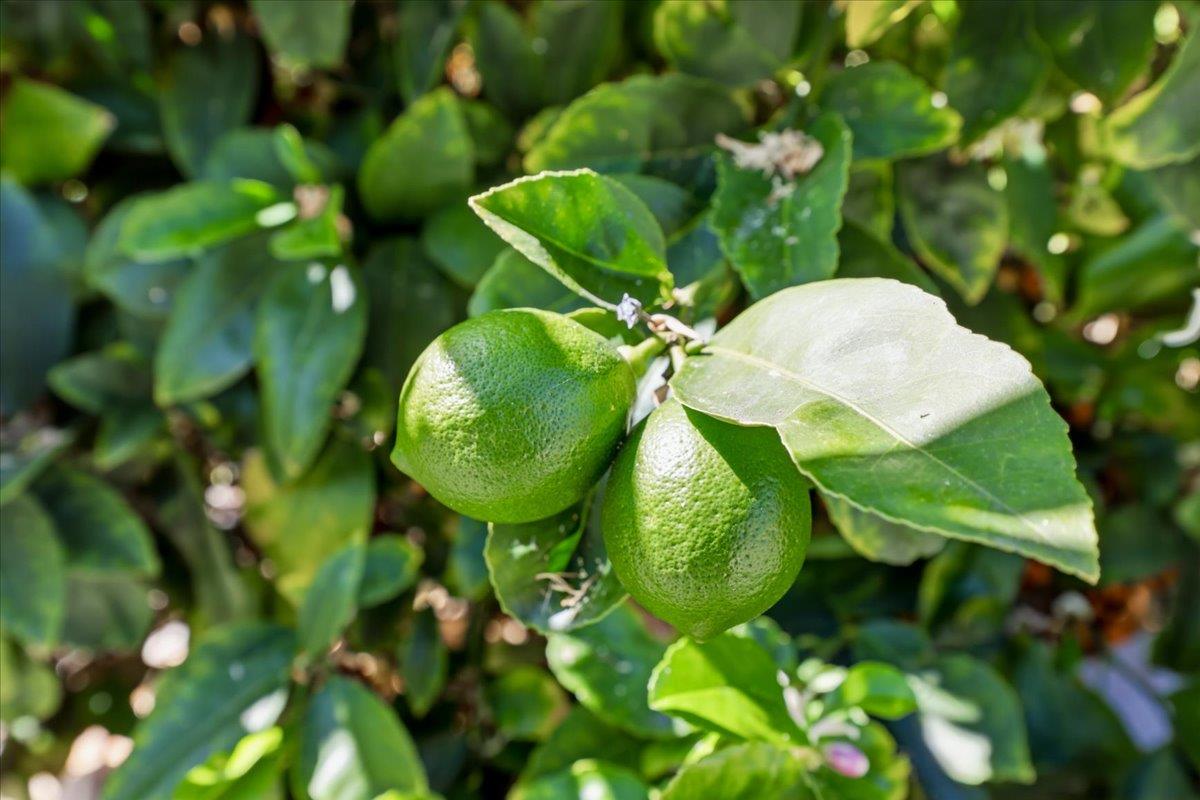 Detail Gallery Image 52 of 68 For 4918 Avenida De Los Arboles, Santa Clara,  CA 95054 - 4 Beds | 2/1 Baths