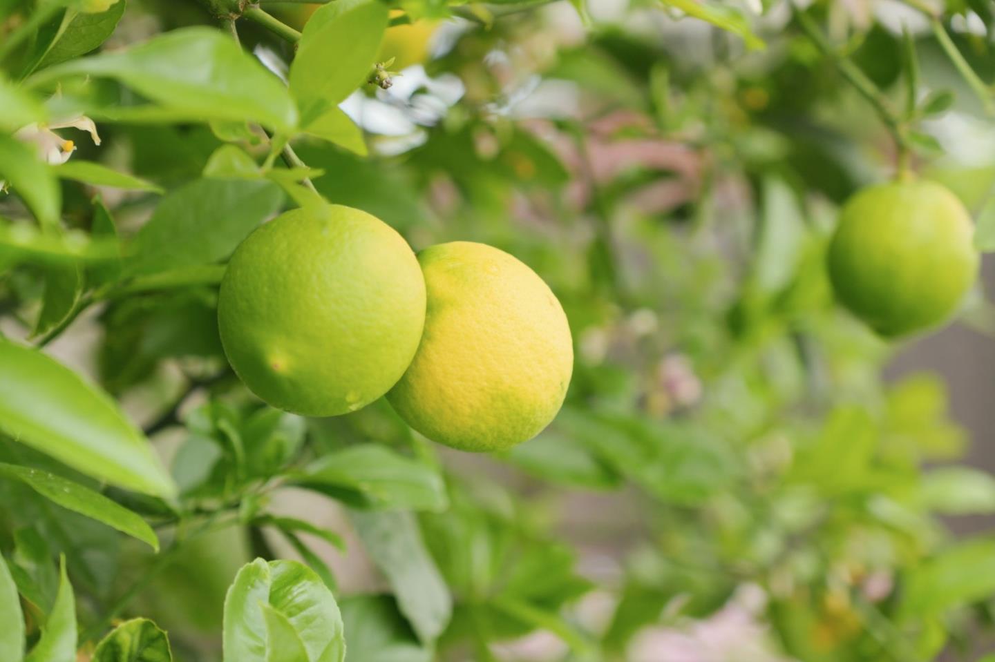 Detail Gallery Image 40 of 47 For 1432 Fifth Ave, Belmont,  CA 94002 - 3 Beds | 2 Baths