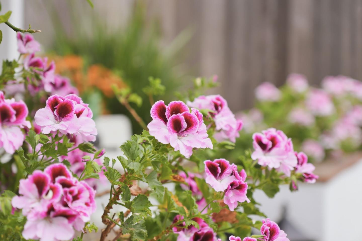 Detail Gallery Image 41 of 47 For 1432 Fifth Ave, Belmont,  CA 94002 - 3 Beds | 2 Baths