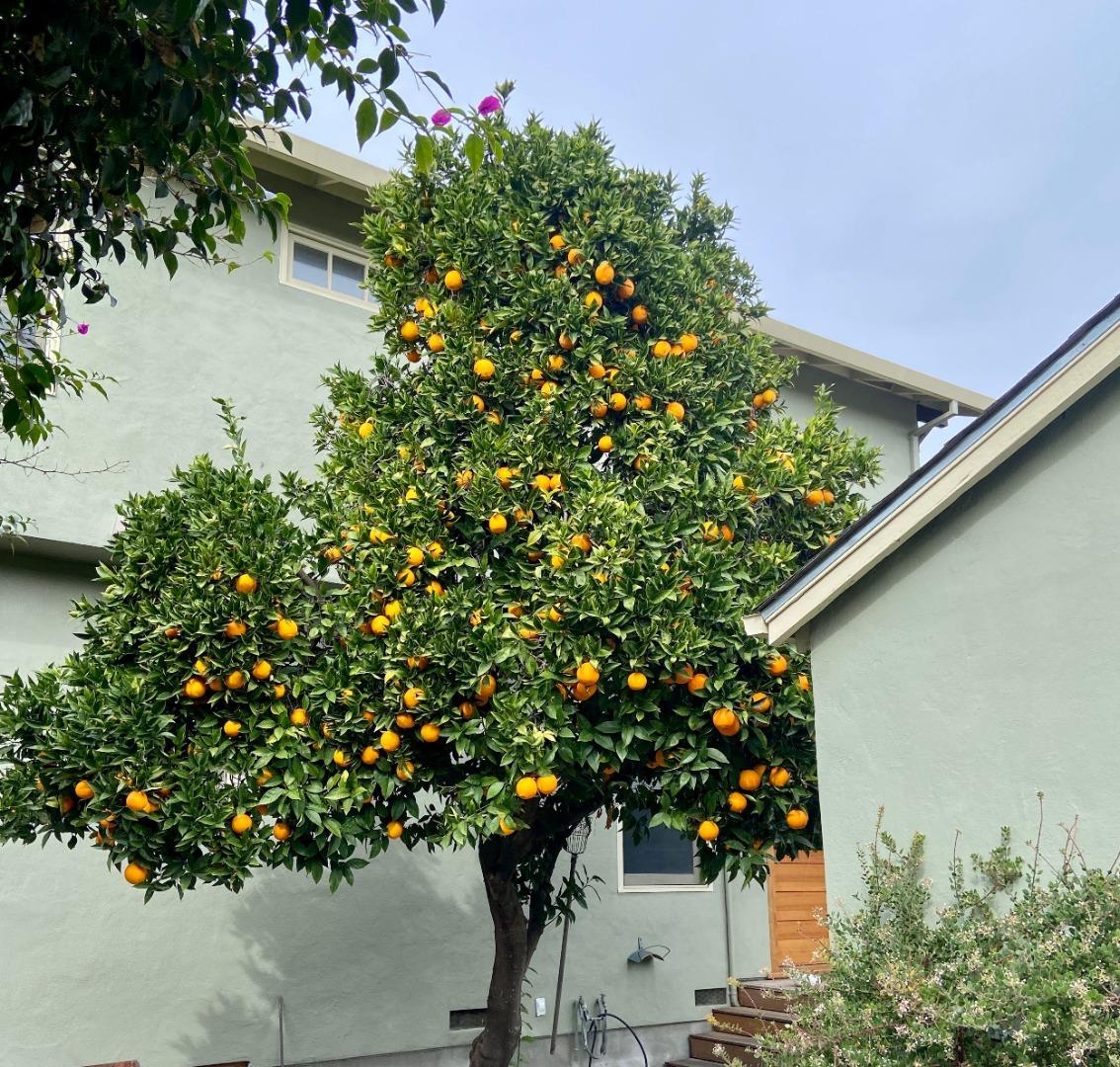 Detail Gallery Image 45 of 98 For 1486 Burrell Ct, San Jose,  CA 95126 - 4 Beds | 2 Baths