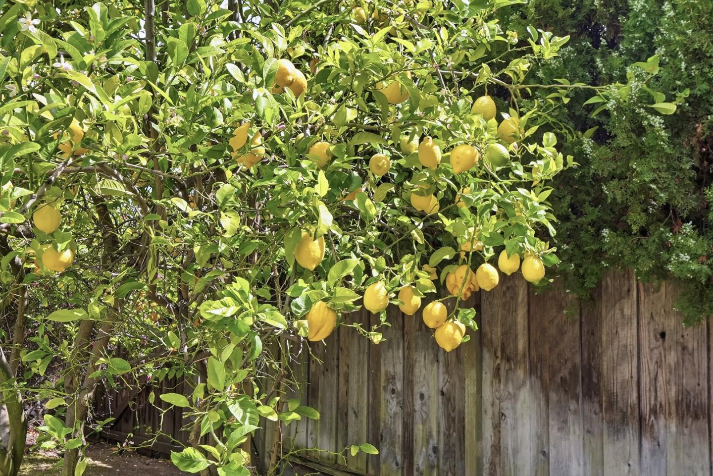 Detail Gallery Image 43 of 52 For 373 Dayton Ave, Santa Clara,  CA 95051 - 3 Beds | 2 Baths