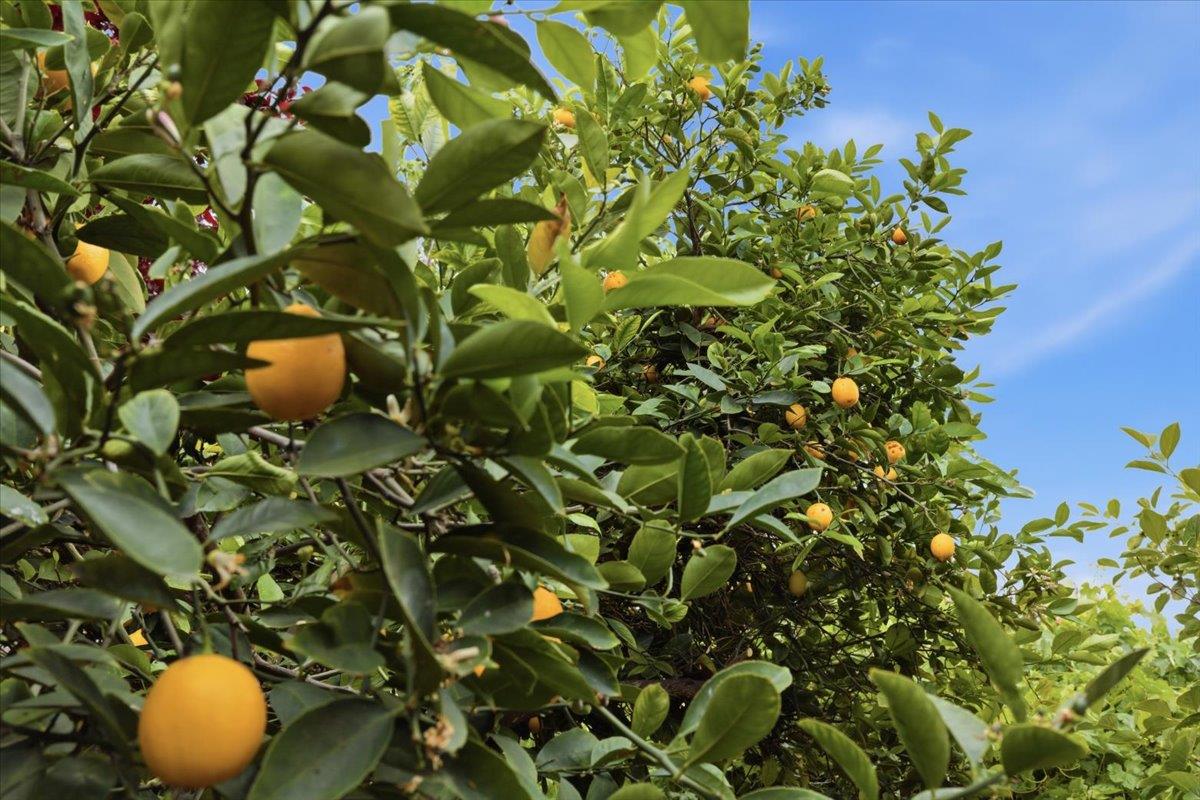 Detail Gallery Image 44 of 49 For 5836 Santa Teresa Blvd, San Jose,  CA 95123 - 7 Beds | 4 Baths