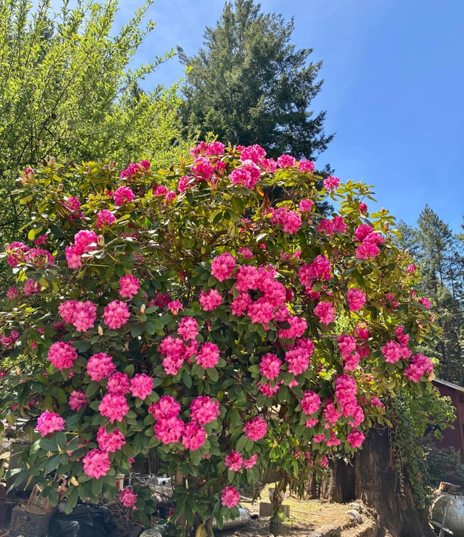 Detail Gallery Image 39 of 40 For Address Not Disclosed, Santa Cruz,  CA 95060 - 3 Beds | 3/1 Baths