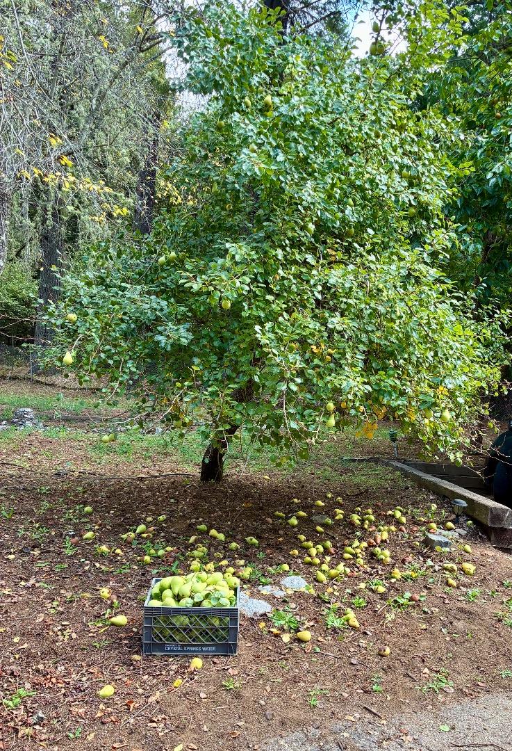 Detail Gallery Image 40 of 40 For Address Not Disclosed, Santa Cruz,  CA 95060 - 3 Beds | 3/1 Baths