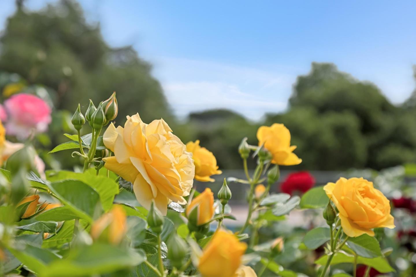 Detail Gallery Image 56 of 82 For 140 Ridgeway Rd, Woodside,  CA 94062 - 4 Beds | 3/1 Baths