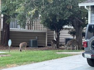 Detail Gallery Image 55 of 56 For 1212 Shelby Creek Ln, San Jose,  CA 95120 - 4 Beds | 2/1 Baths