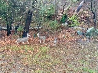 Detail Gallery Image 56 of 56 For 1212 Shelby Creek Ln, San Jose,  CA 95120 - 4 Beds | 2/1 Baths