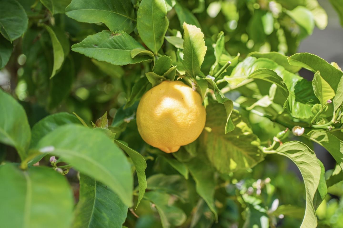 Detail Gallery Image 79 of 101 For 845 Groton Ct, Sunnyvale,  CA 94087 - 5 Beds | 3 Baths