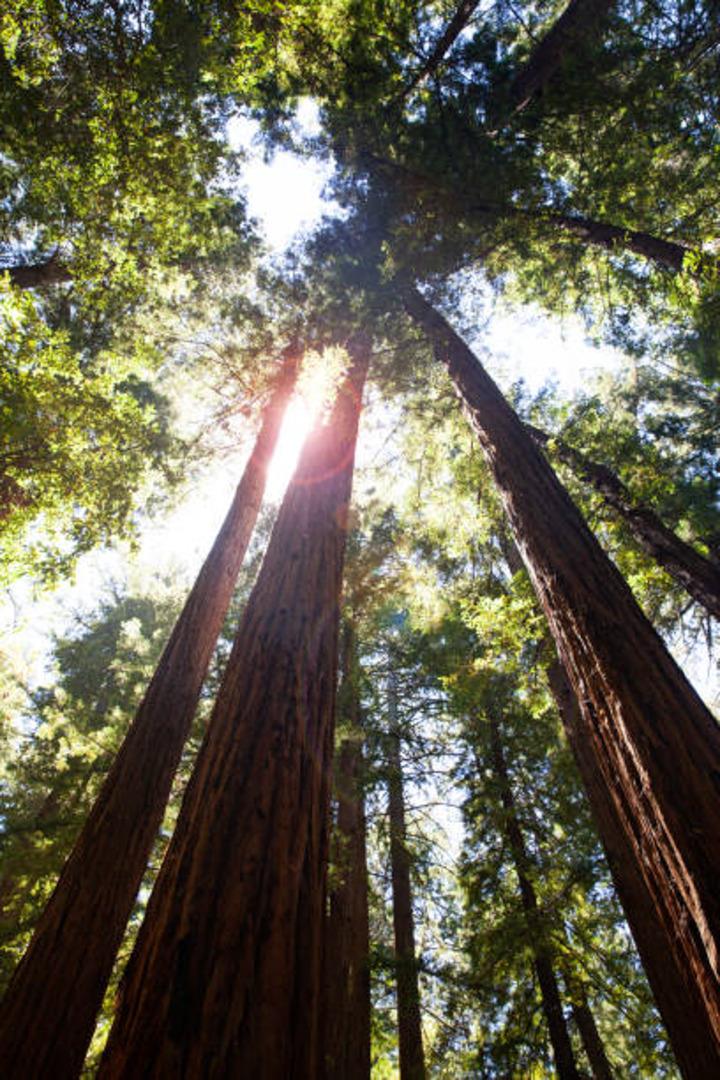 Detail Gallery Image 61 of 66 For Lot 58 Skyview Ridge Rd, Boulder Creek,  CA 95006 - – Beds | – Baths