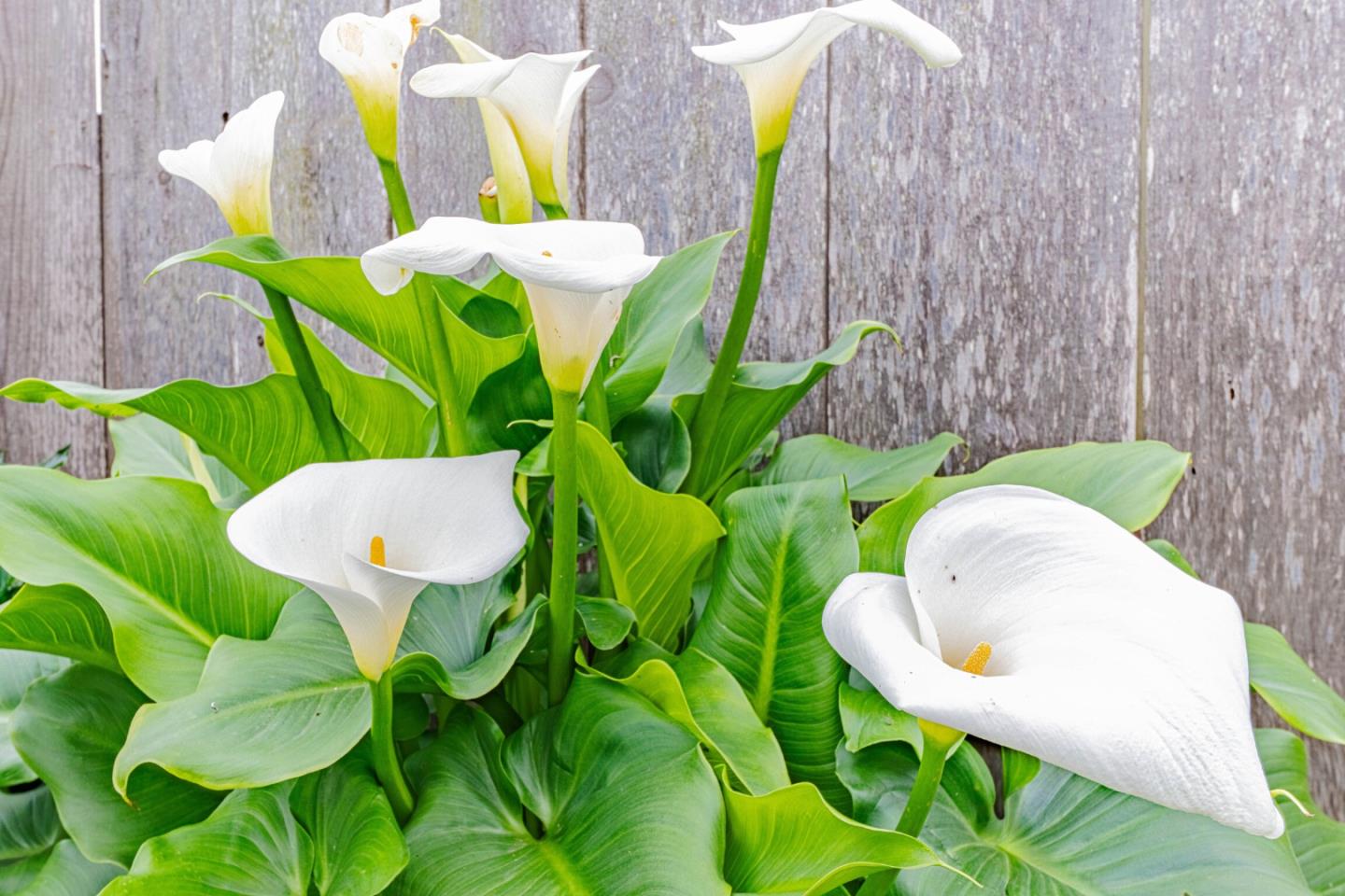 Detail Gallery Image 33 of 33 For Reata St, Salinas,  CA 93906 - 2 Beds | 1 Baths