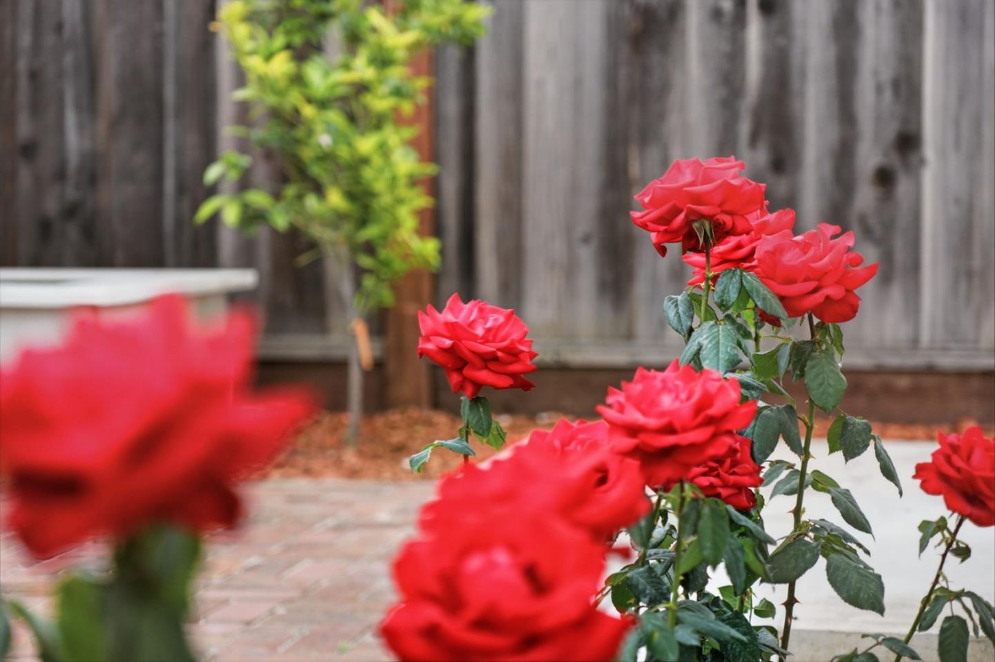 Detail Gallery Image 51 of 57 For 4556 Harwood Rd, San Jose,  CA 95124 - 6 Beds | 4 Baths