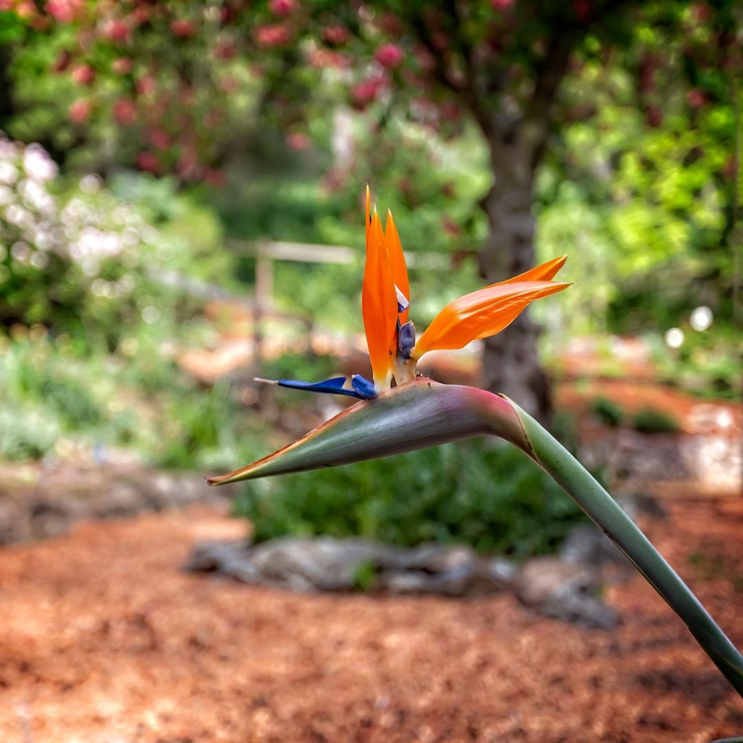 Detail Gallery Image 31 of 43 For 377 Wayside Rd, Portola Valley,  CA 94028 - 3 Beds | 2 Baths