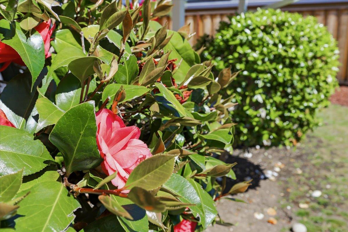 Detail Gallery Image 62 of 97 For 1019 Riverton Dr, San Carlos,  CA 94070 - 3 Beds | 1 Baths