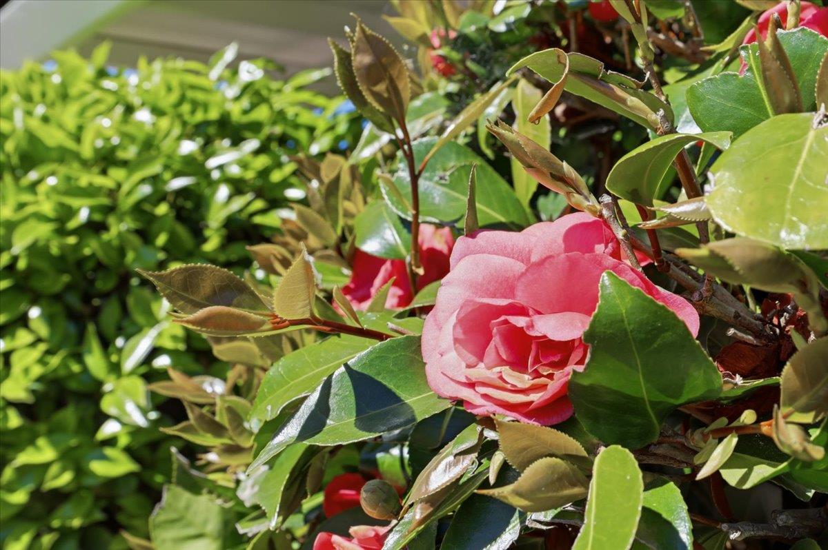 Detail Gallery Image 63 of 97 For 1019 Riverton Dr, San Carlos,  CA 94070 - 3 Beds | 1 Baths