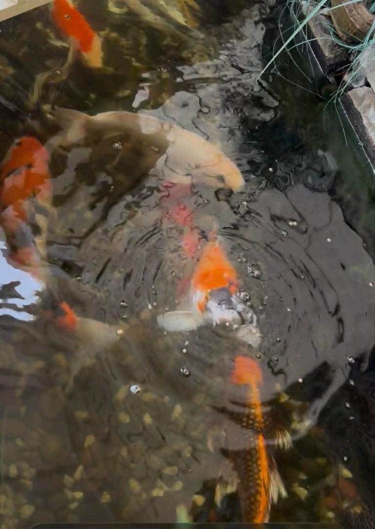 Detail Gallery Image 17 of 26 For 1227 Letitia Ct, San Jose,  CA 95122 - 3 Beds | 2 Baths