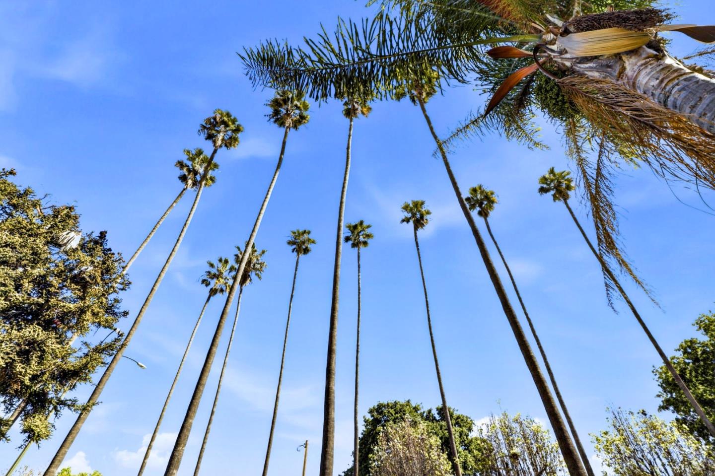 Detail Gallery Image 29 of 29 For 87 S 17th St, San Jose,  CA 95112 - 3 Beds | 1/1 Baths