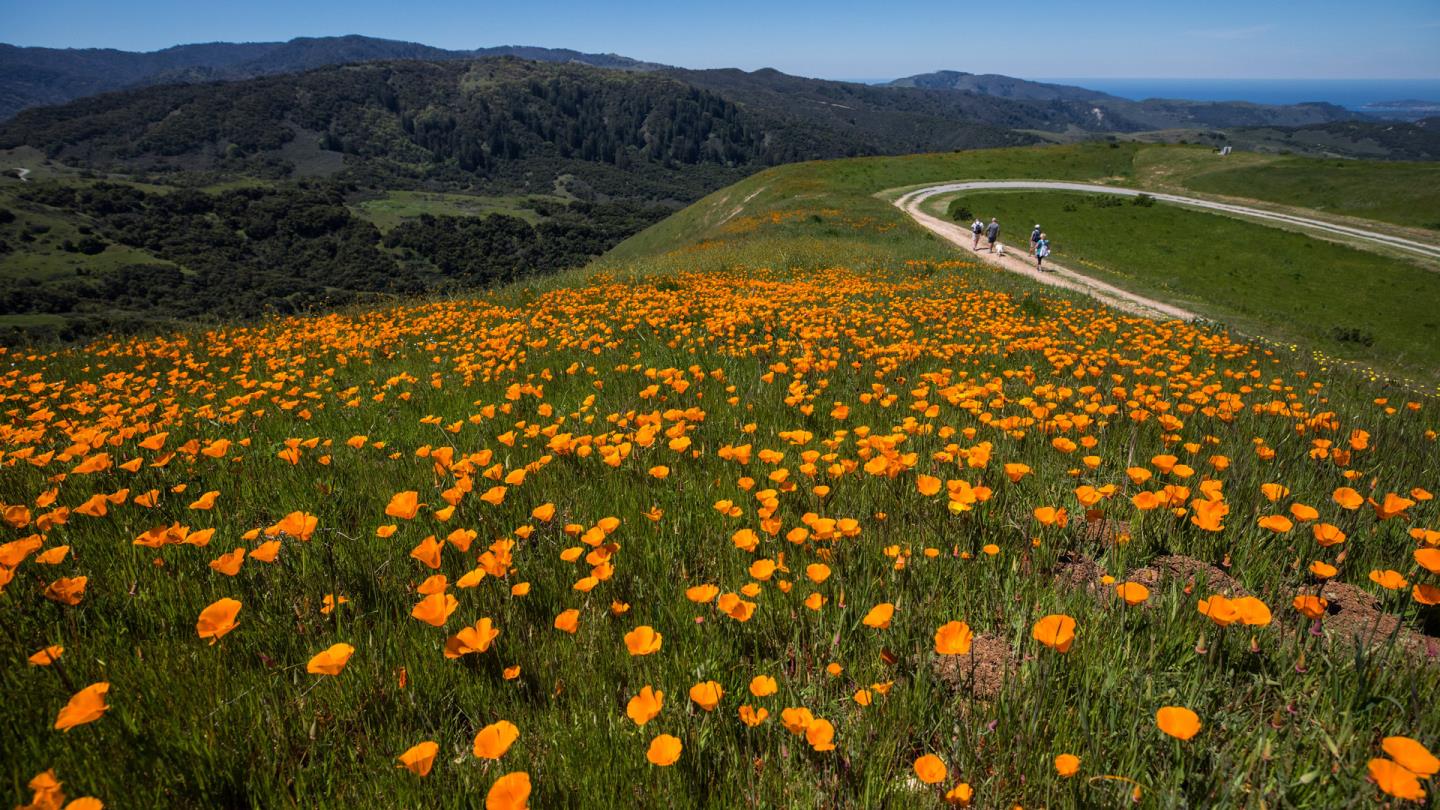 Detail Gallery Image 18 of 18 For 24 Vasquez Trl, Carmel,  CA 93923 - – Beds | – Baths