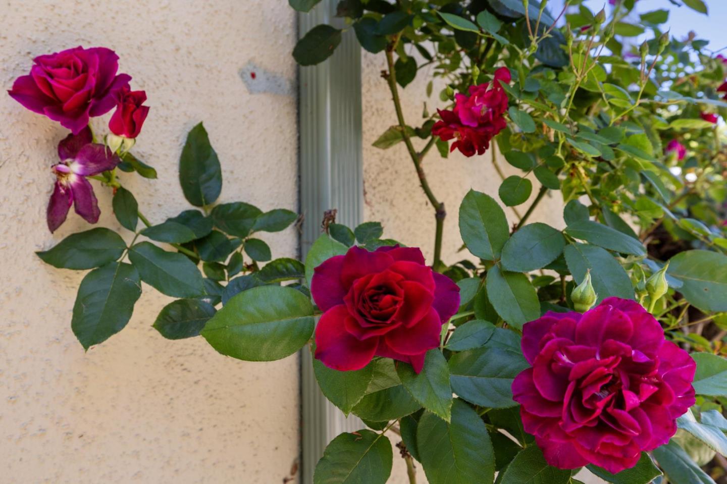 Detail Gallery Image 32 of 65 For 388-384 Beemer Ave, Sunnyvale,  CA 94086 - – Beds | – Baths