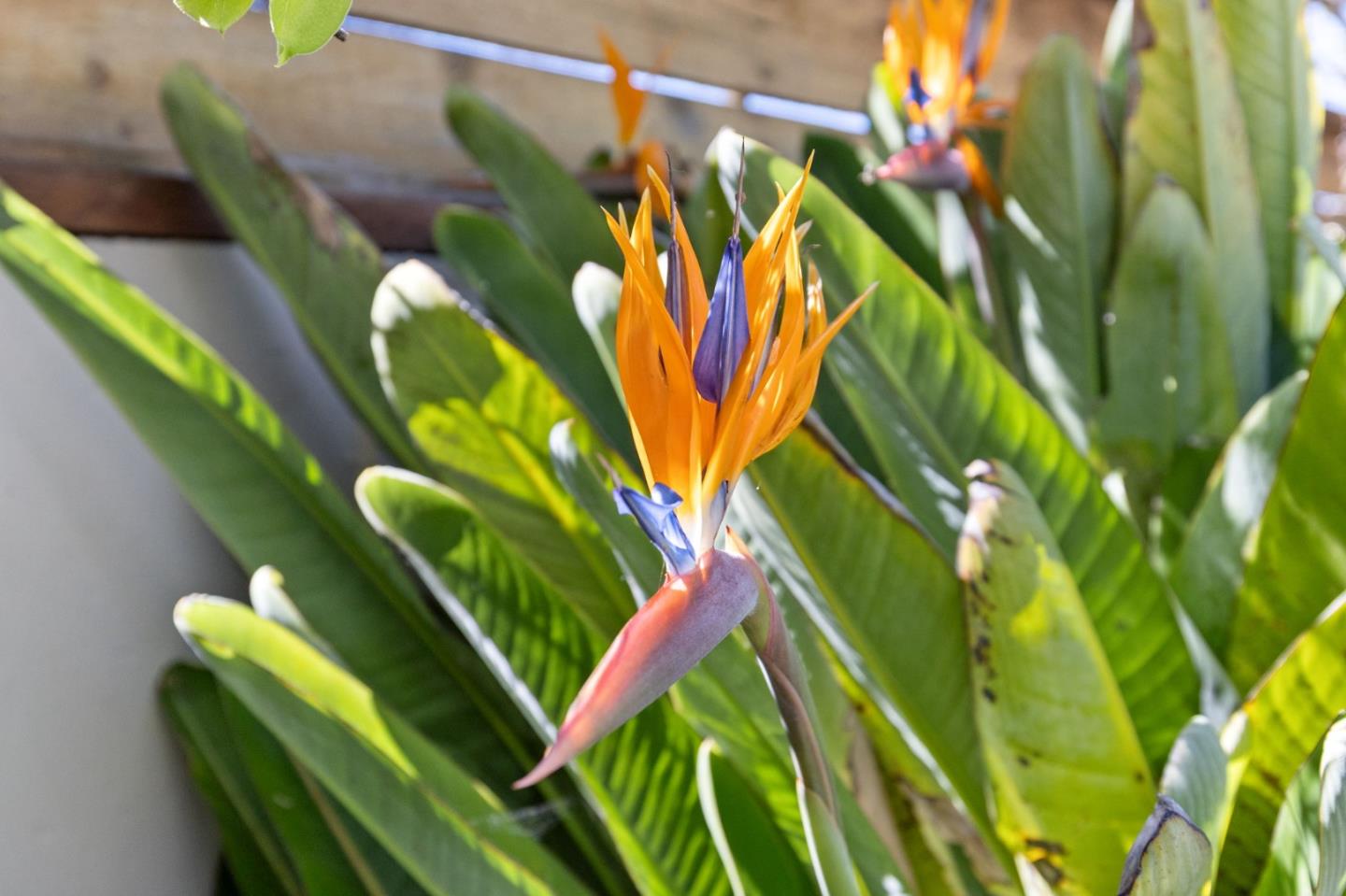 Detail Gallery Image 48 of 78 For 600 Comet Dr, Foster City,  CA 94404 - 4 Beds | 2 Baths