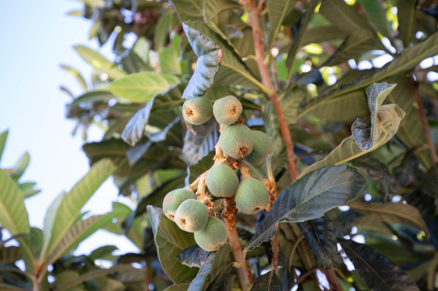 Detail Gallery Image 41 of 46 For 2885 Berryessa Rd, San Jose,  CA 95132 - 4 Beds | 2/1 Baths