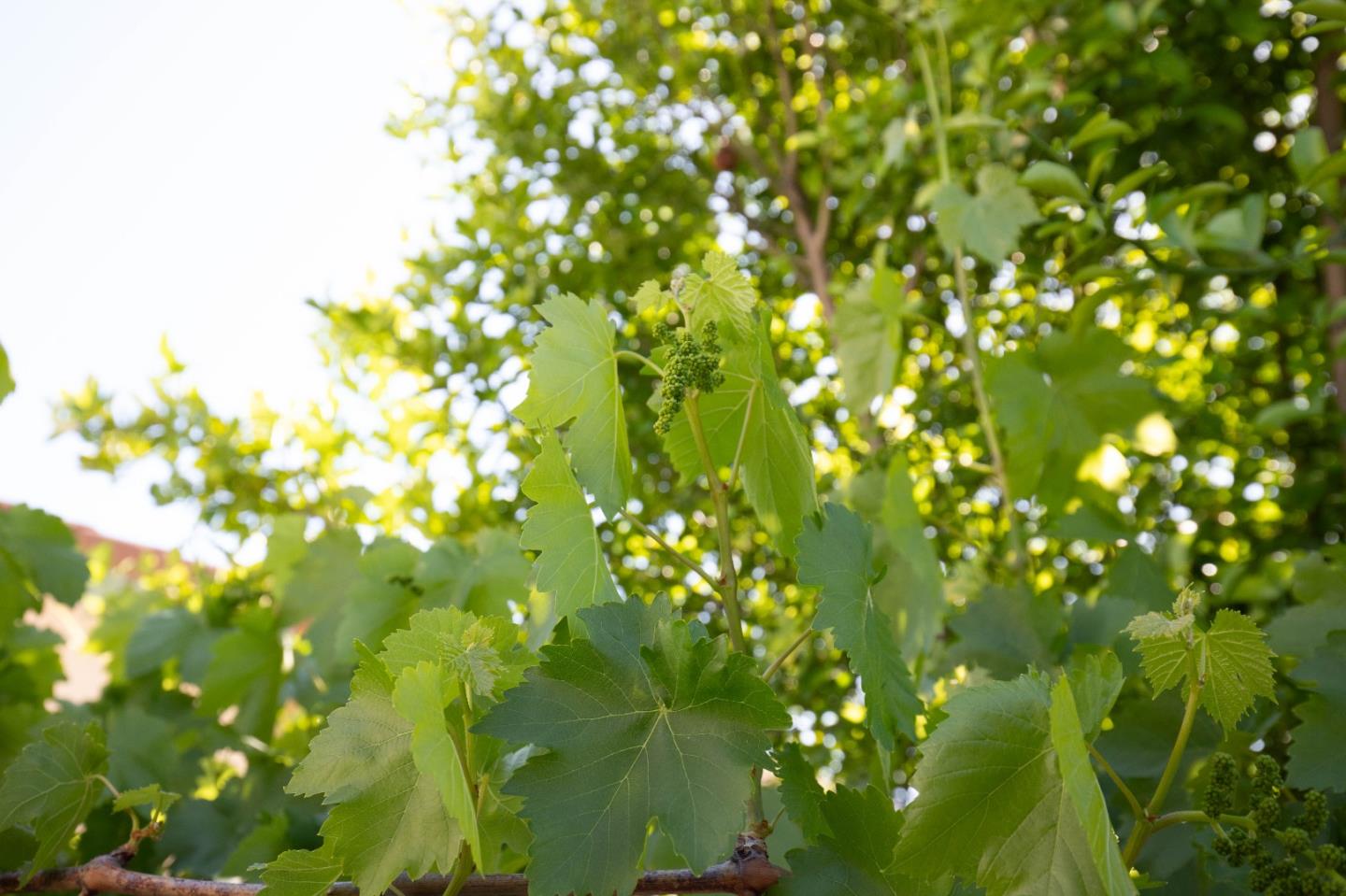 Detail Gallery Image 42 of 46 For 2885 Berryessa Rd, San Jose,  CA 95132 - 4 Beds | 2/1 Baths