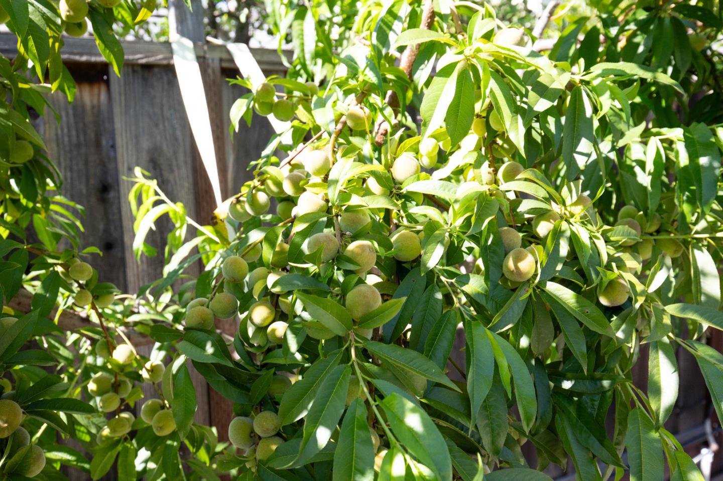 Detail Gallery Image 43 of 46 For 2885 Berryessa Rd, San Jose,  CA 95132 - 4 Beds | 2/1 Baths