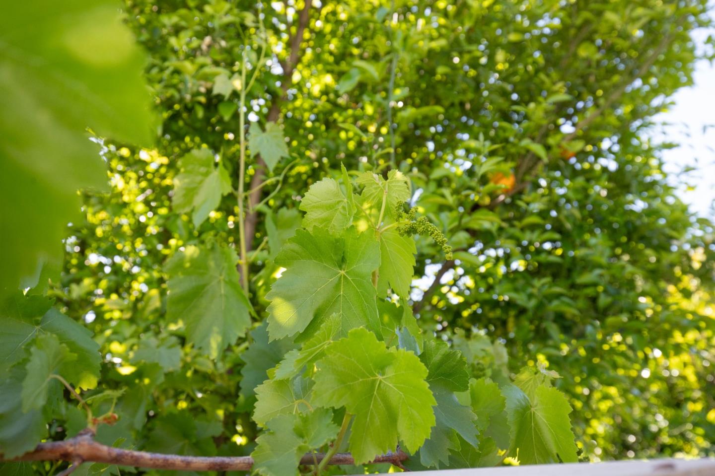 Detail Gallery Image 44 of 46 For 2885 Berryessa Rd, San Jose,  CA 95132 - 4 Beds | 2/1 Baths