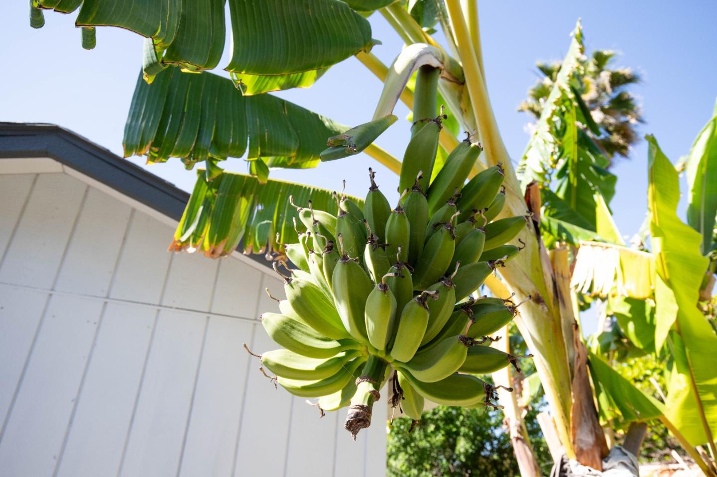 Detail Gallery Image 45 of 46 For 2885 Berryessa Rd, San Jose,  CA 95132 - 4 Beds | 2/1 Baths