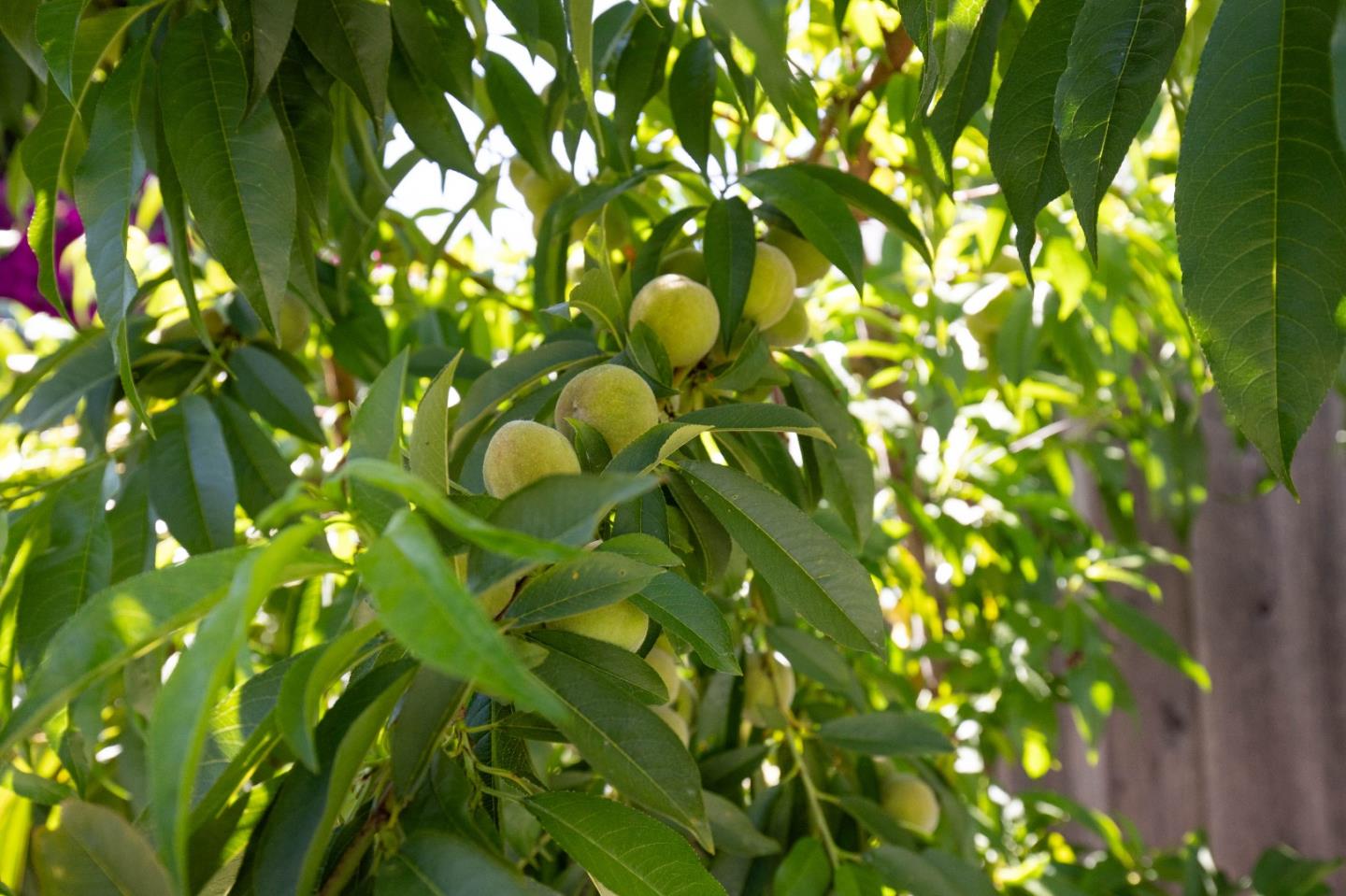 Detail Gallery Image 46 of 46 For 2885 Berryessa Rd, San Jose,  CA 95132 - 4 Beds | 2/1 Baths