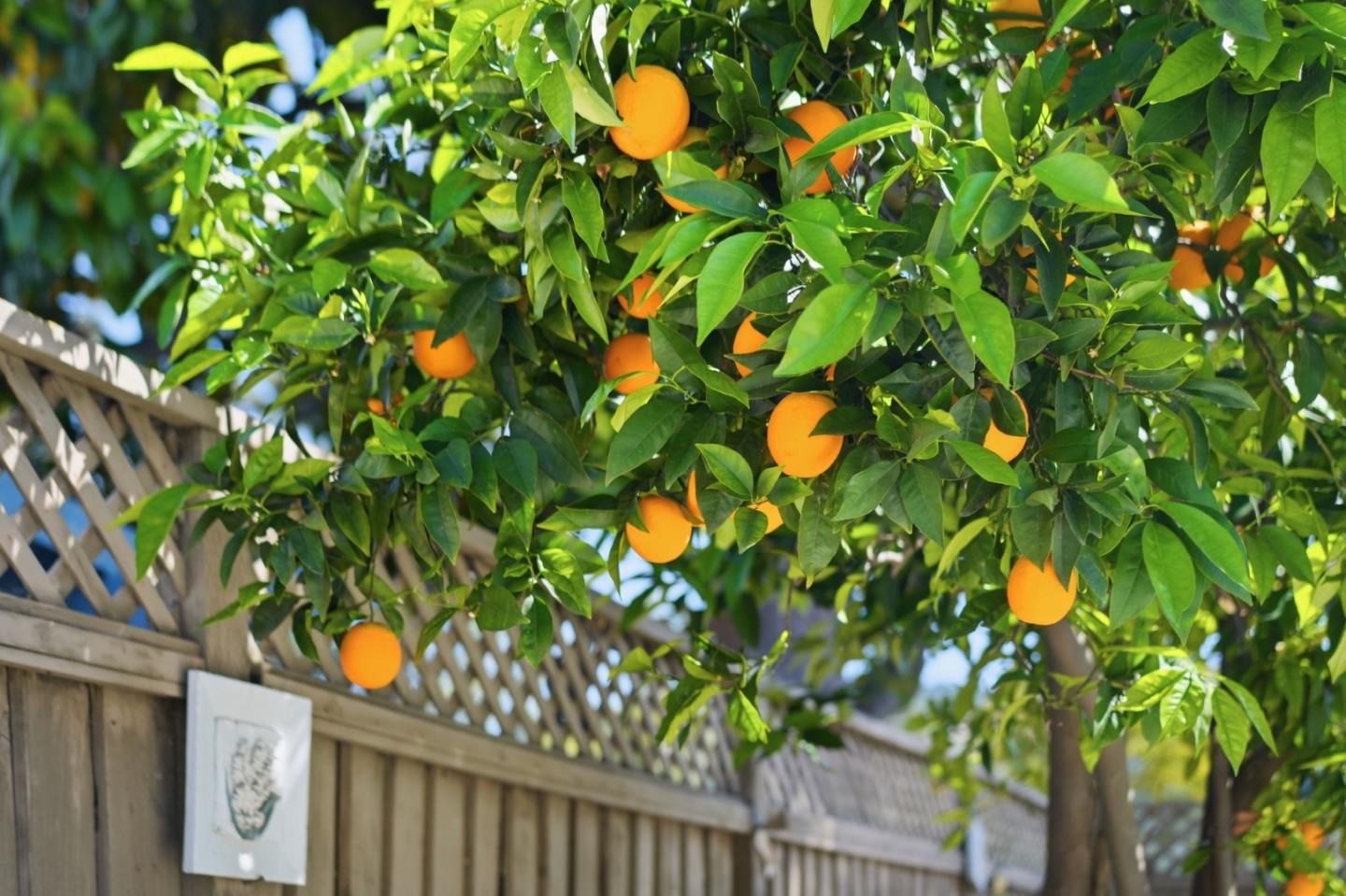 Detail Gallery Image 46 of 49 For 490 Suisse Dr, San Jose,  CA 95123 - 4 Beds | 2 Baths