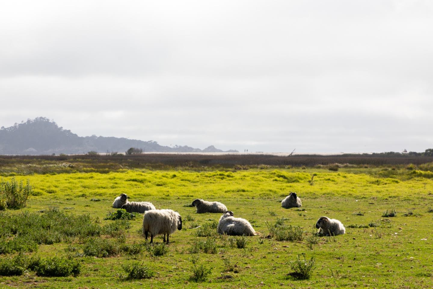 Detail Gallery Image 43 of 46 For 3017 Lasuen Dr, Carmel,  CA 93923 - 3 Beds | 2/1 Baths