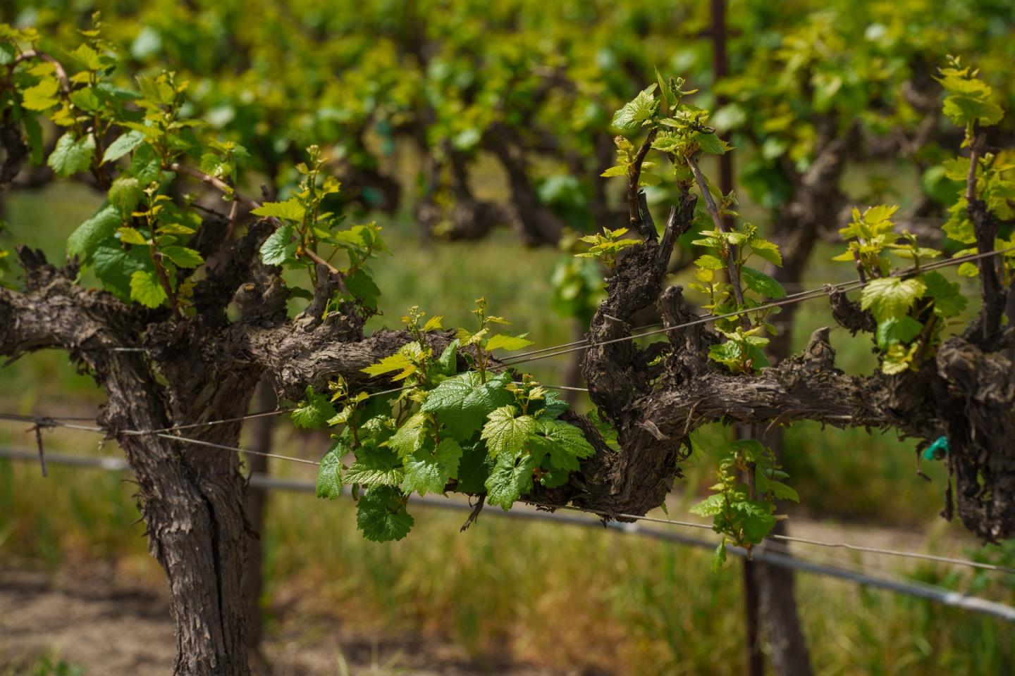 Detail Gallery Image 9 of 17 For 38156 Elm Ave, Greenfield,  CA 93927 - – Beds | – Baths