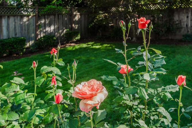 Detail Gallery Image 26 of 26 For 229 Aragon Blvd, San Mateo,  CA 94402 - 4 Beds | 2/1 Baths