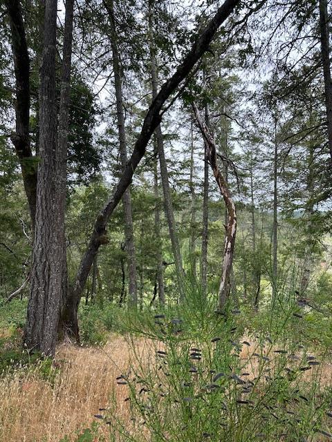 Detail Gallery Image 10 of 16 For 11930 Graton Rd, Sebastopol,  CA 95472 - – Beds | – Baths