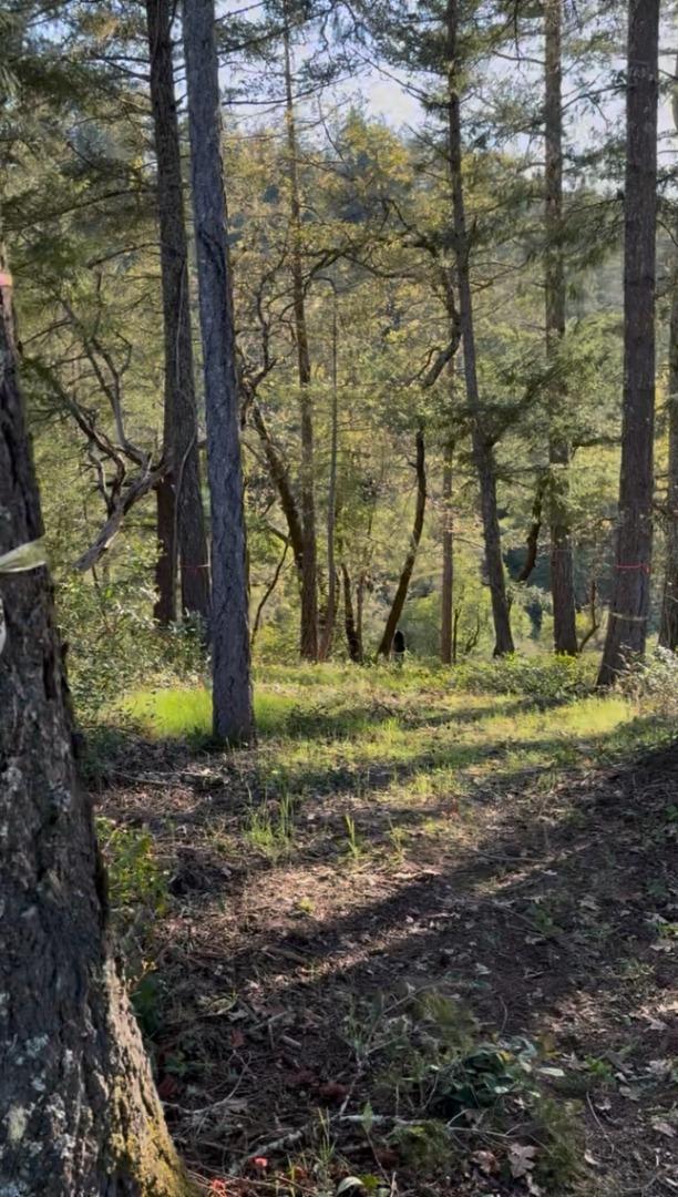 Detail Gallery Image 13 of 16 For 11930 Graton Rd, Sebastopol,  CA 95472 - – Beds | – Baths