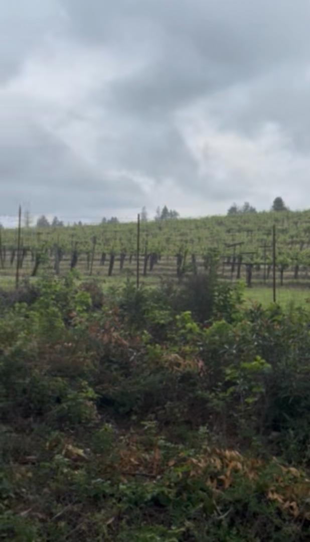 Detail Gallery Image 14 of 16 For 11930 Graton Rd, Sebastopol,  CA 95472 - – Beds | – Baths