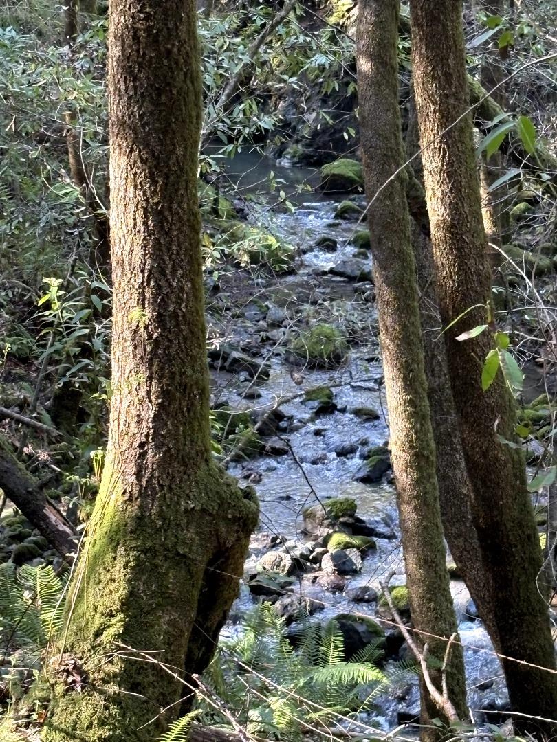 Detail Gallery Image 3 of 16 For 11930 Graton Rd, Sebastopol,  CA 95472 - – Beds | – Baths