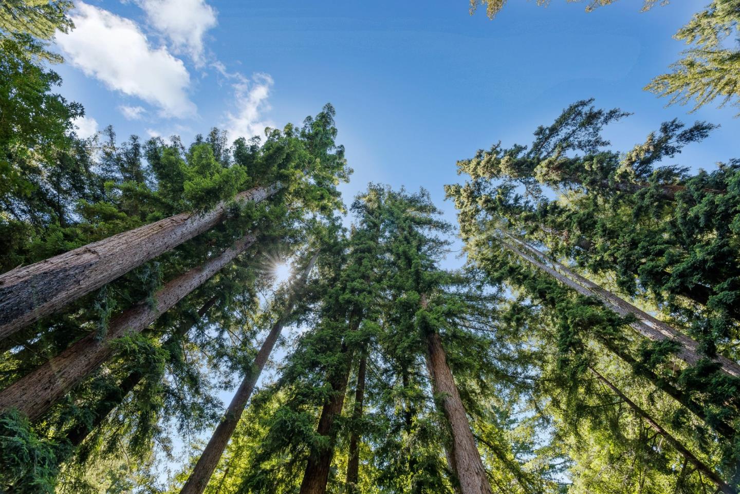 Detail Gallery Image 20 of 59 For 255 Brookside Dr, Boulder Creek,  CA 95006 - 4 Beds | 2/1 Baths