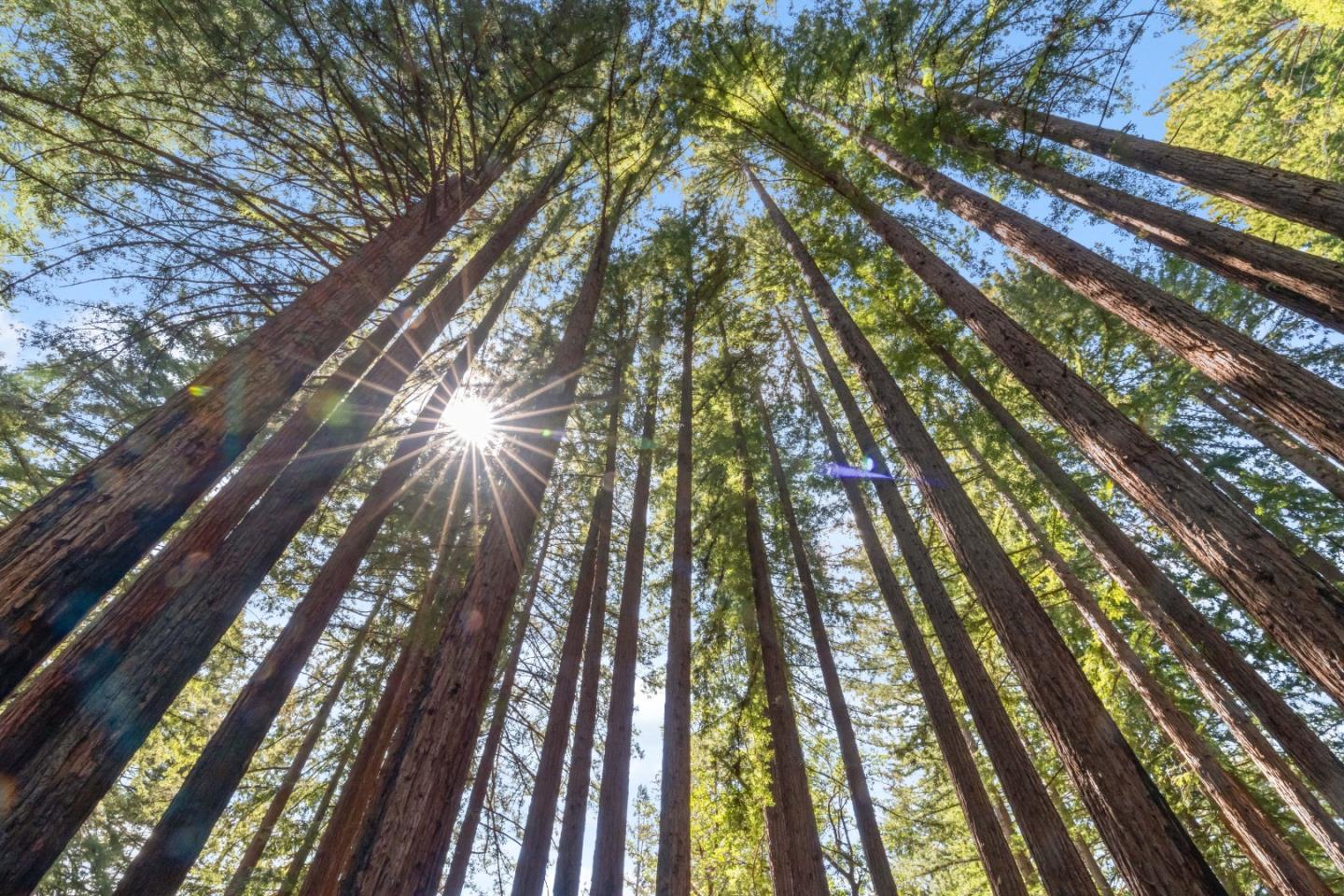 Detail Gallery Image 14 of 45 For 0 Band (Lot 15 & 18) Rd, Boulder Creek,  CA 95006 - – Beds | – Baths