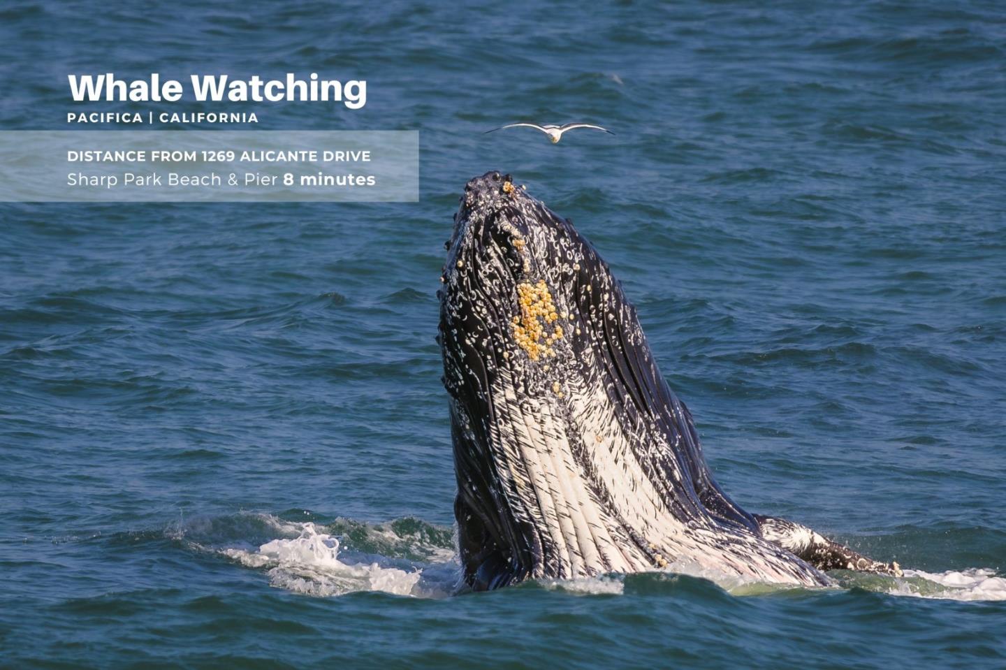 Detail Gallery Image 37 of 47 For 1269 Alicante Dr, Pacifica,  CA 94044 - 3 Beds | 3 Baths