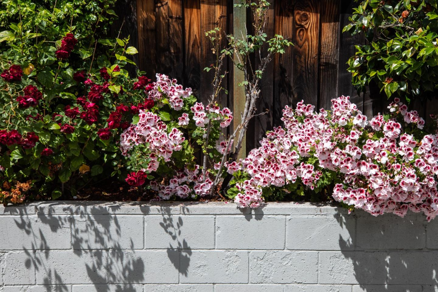 Detail Gallery Image 31 of 34 For 1802 Alameda De Las Pulgas, Redwood City,  CA 94061 - 4 Beds | 2 Baths