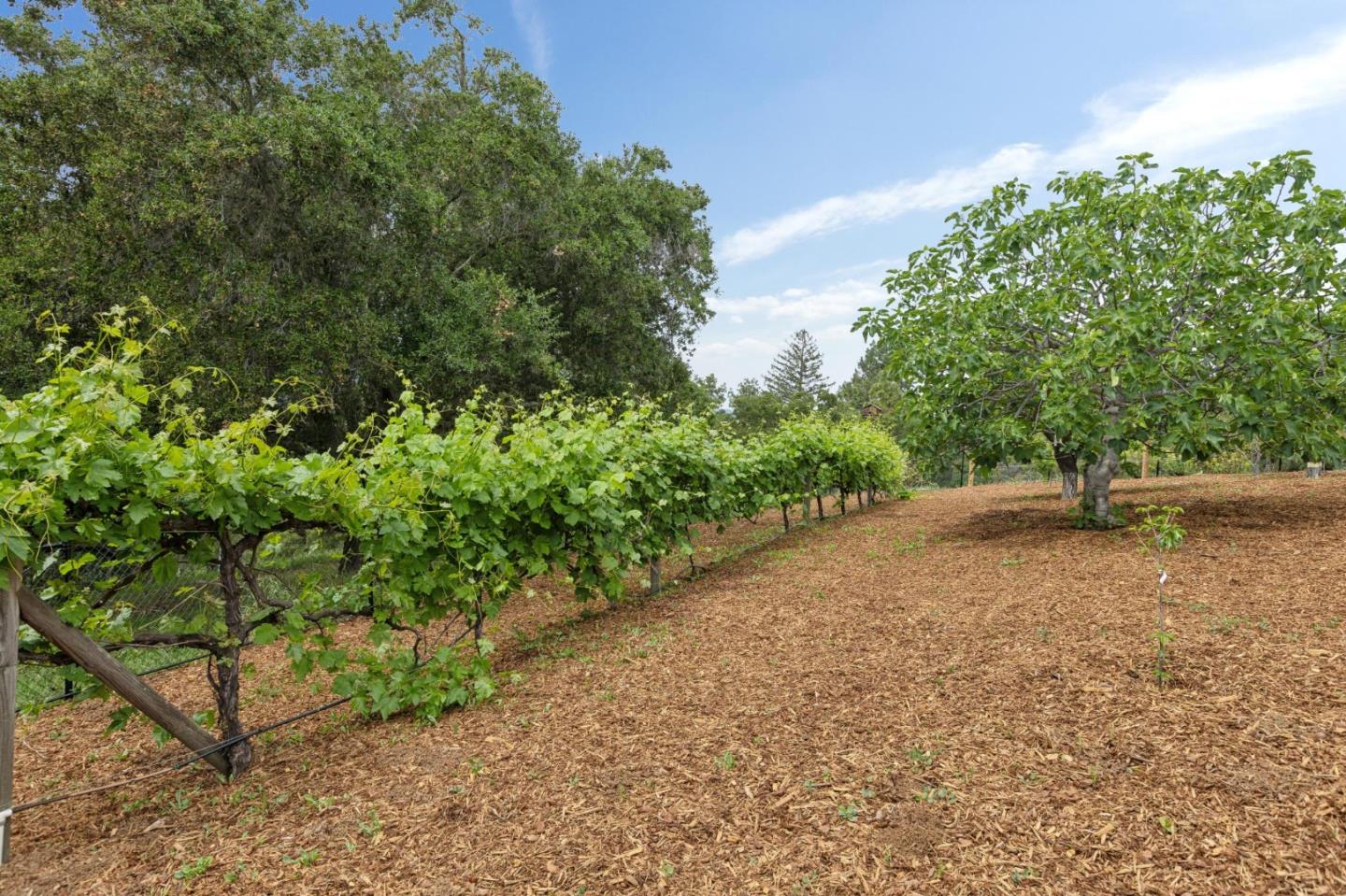 Detail Gallery Image 4 of 51 For 120 Deer Meadow Ln, Portola Valley,  CA 94028 - 5 Beds | 4 Baths