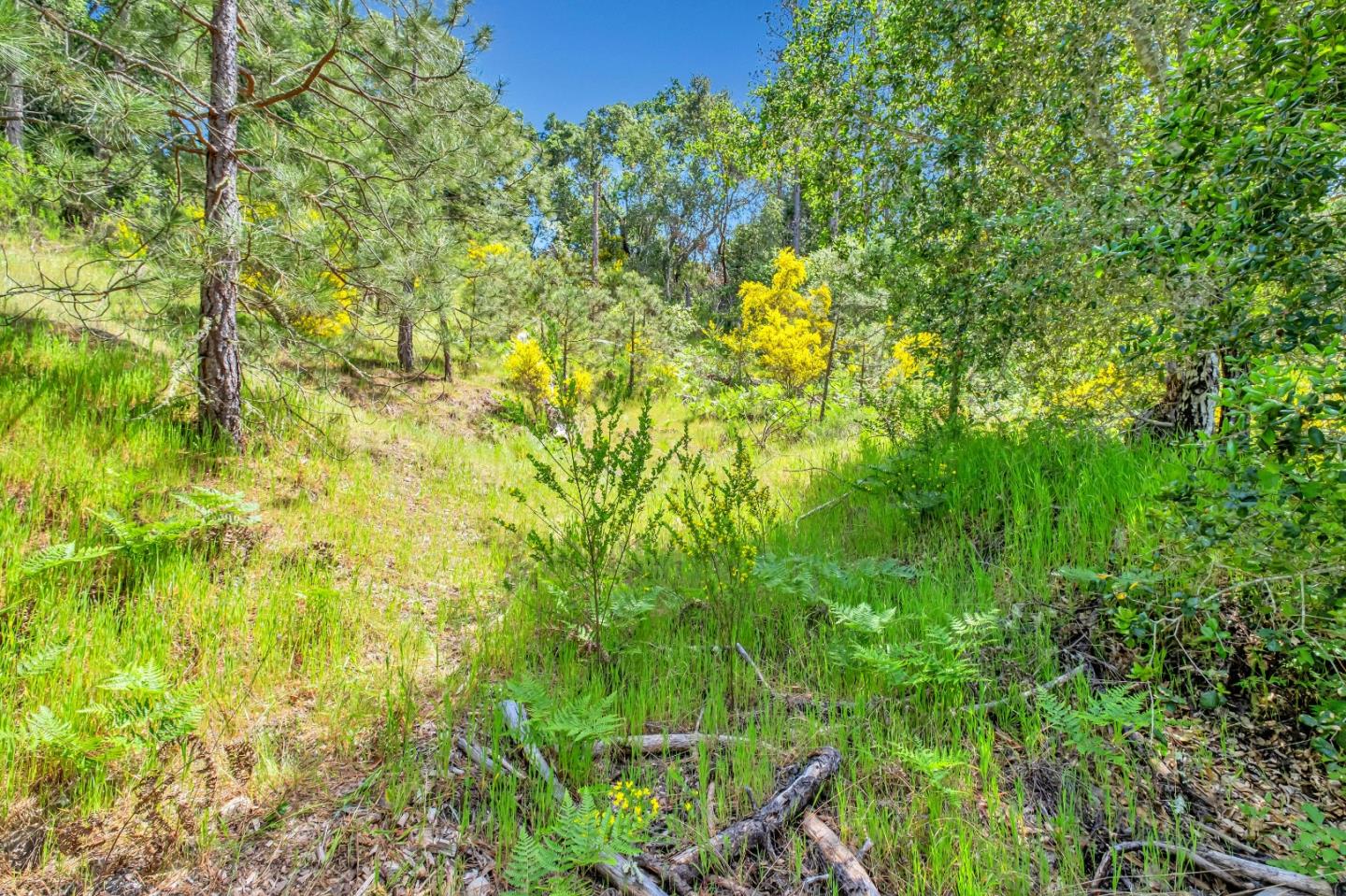 Detail Gallery Image 13 of 18 For 0 Zayante School, Felton,  CA 95018 - – Beds | – Baths