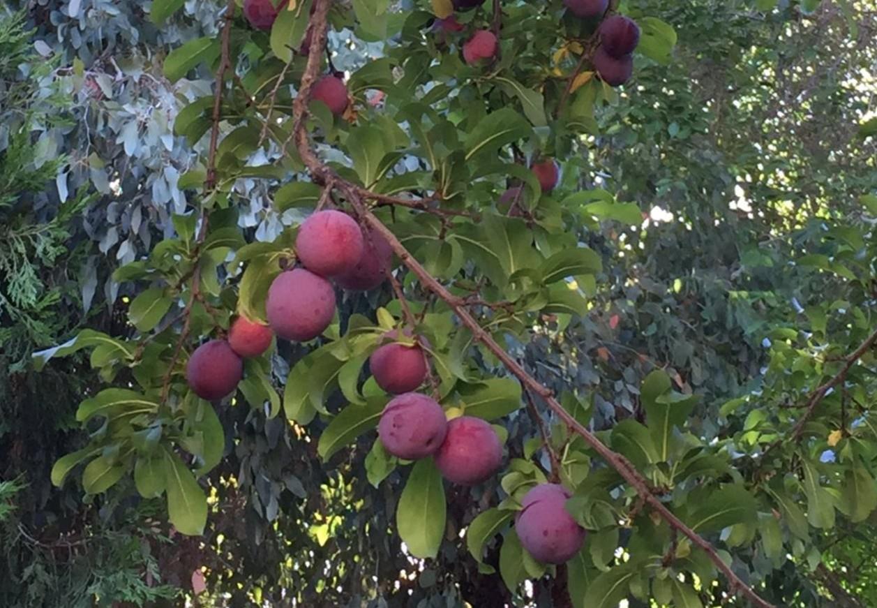 Detail Gallery Image 62 of 69 For 6894 Serenity Ct, San Jose,  CA 95120 - 6 Beds | 4/1 Baths