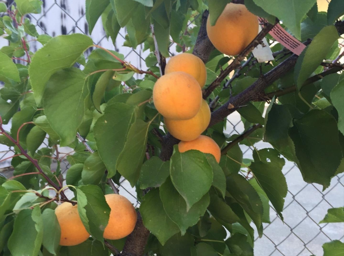 Detail Gallery Image 63 of 69 For 6894 Serenity Ct, San Jose,  CA 95120 - 6 Beds | 4/1 Baths